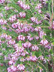 Erica globiceps consors