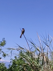 Pycnonotus xanthopygos