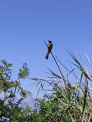 Pycnonotus xanthopygos