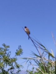 Pycnonotus xanthopygos