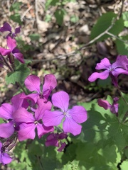 Lunaria annua