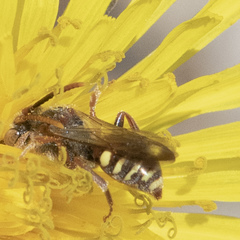 Nomada denticulata