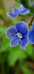 Veronica chamaedrys