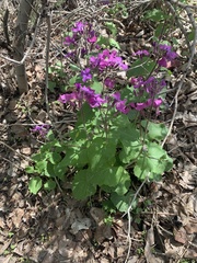 Lunaria annua
