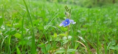 Veronica chamaedrys