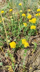Achillea tomentosa