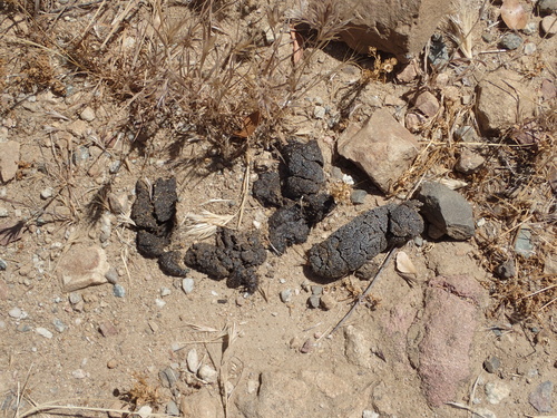 iNaturalist observation photo of Carnivorans