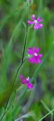 Silene scabriflora