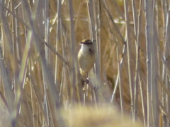 Acrocephalus agricola