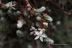 Sedum brevifolium