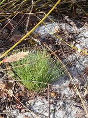 Pentameris distichophylla