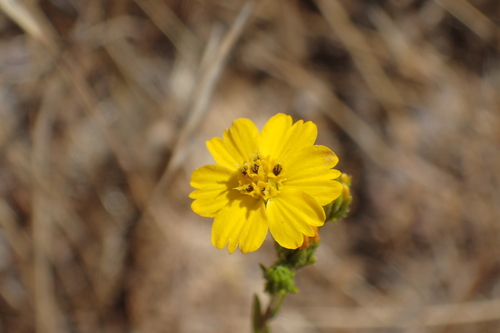 iNaturalist observation photo of Clustered Tarweed
