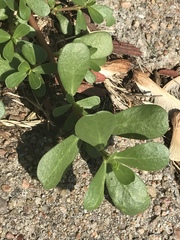Portulaca oleracea