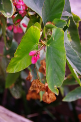 Begonia coccinea