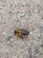 Andrena nitida
