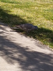 Columba palumbus