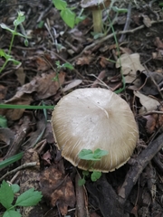 Entoloma clypeatum