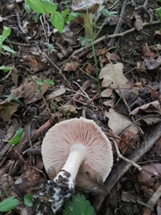 Entoloma clypeatum