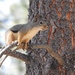 Mearns's Squirrel - Photo (c) devonderaad, some rights reserved (CC BY-NC), uploaded by devonderaad