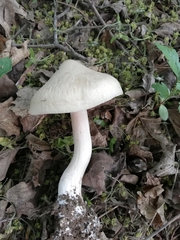 Entoloma clypeatum