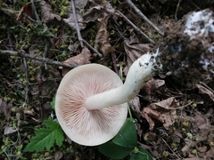 Entoloma clypeatum