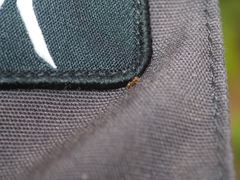 Temnothorax lichtensteini