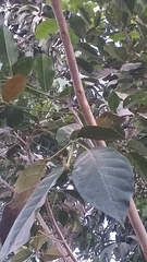 Handroanthus impetiginosus