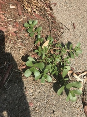 Portulaca oleracea