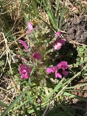 Pedicularis sylvatica