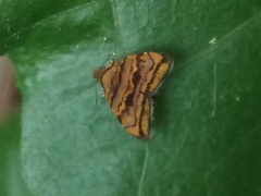 Choreutis amethystodes