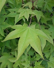 Acer pictum