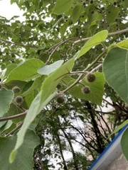 Broussonetia papyrifera