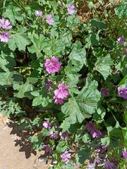 Malva sylvestris