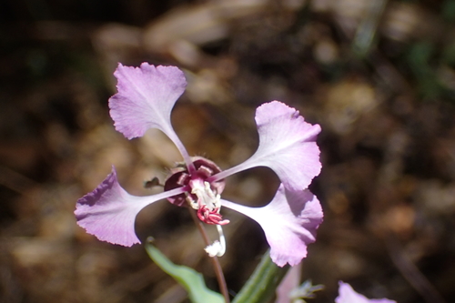 iNaturalist observation photo of Elegant Clarkia