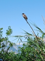 Pycnonotus xanthopygos