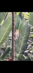 Melanerpes rubricapillus
