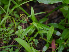 Ceropegia attenuata