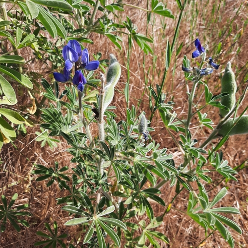 Blue Lupine