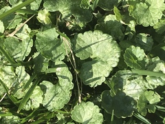 Glechoma hederacea