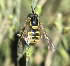 Chrysotoxum cautum