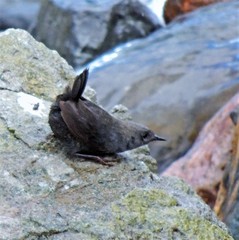 Scytalopus magellanicus