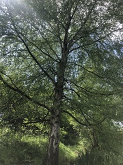 Betula pendula
