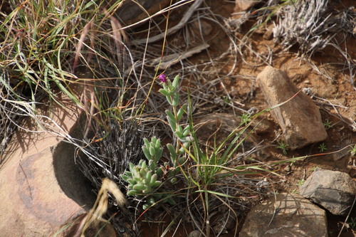 Image of Trichodiadema pomeridianum by (c) Tony Rebelo, some rights reserved (CC BY-SA)