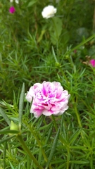 Portulaca grandiflora
