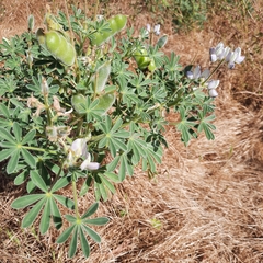 Lupinus palaestinus