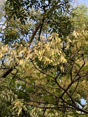Fraxinus griffithii