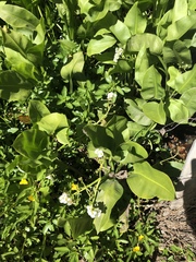 Sagittaria sanfordii