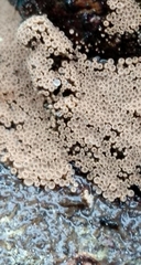 Merismodes anomala