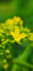 Bunias orientalis
