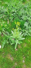 Bunias orientalis